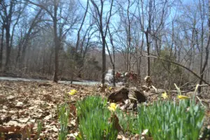 flowers left behind whimsy waypoint grand lake